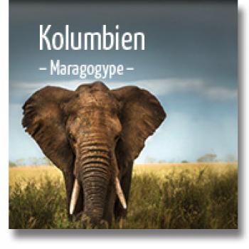 delMocca Kaffeerösterei KOLUMBIEN Maragogype - Elefantenbohnen delMocca Kaffeerösterei KOLUMBIEN Maragogype - Elefantenbohnen