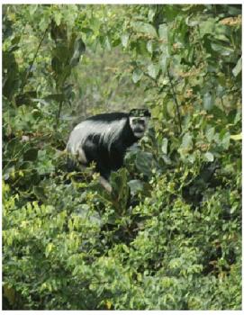 Gebrand Uganda, Washed Arabica, Bugisu AA, Mount Elgon Project Gebrand Uganda, Washed Arabica, Bugisu AA, Mount Elgon Project