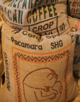 Gebrand El Salvador, Washed Arabica, Strictly High Grown, Large Bean, Pacamara Gebrand El Salvador, Washed Arabica, Strictly High Grown, Large Bean, Pacamara