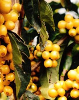 Gebrand Brazil , Semi Washed Arabica, , Yellow Bourbon, NY 2/3, Screen 17/18 Gebrand Brazil , Semi Washed Arabica, , Yellow Bourbon, NY 2/3, Screen 17/18