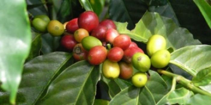 Grandoro Gourmetkaffee Dominikanische Republic Jarabacoa Grandoro Gourmetkaffee Dominikanische Republic Jarabacoa