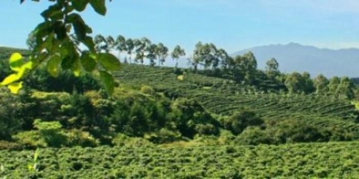 Grandoro Gourmetkaffee Ecuador Galapagos El Cafetal Grandoro Gourmetkaffee Ecuador Galapagos El Cafetal