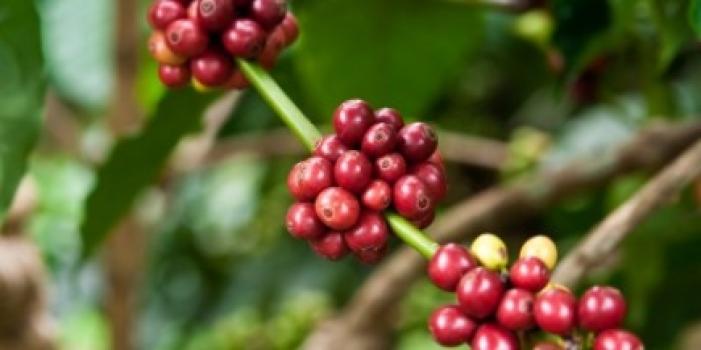 Grandoro Gourmetkaffee Kolumbien Supremo Grandoro Gourmetkaffee Kolumbien Supremo