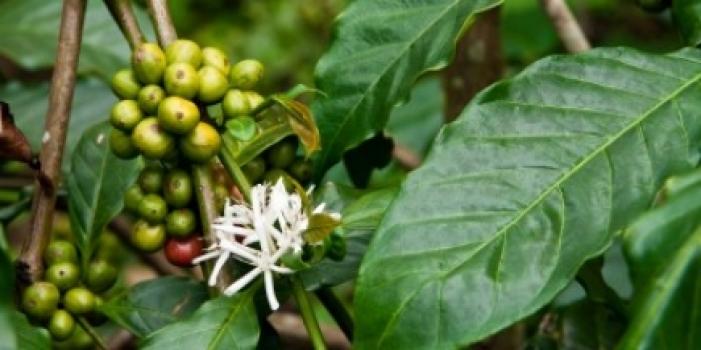 Grandoro Gourmetkaffee Nicaragua Maragogype Superior Grandoro Gourmetkaffee Nicaragua Maragogype Superior