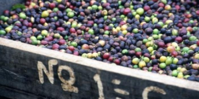 Grandoro Gourmetkaffee Papua Neuguinea Sigri AA Grandoro Gourmetkaffee Papua Neuguinea Sigri AA