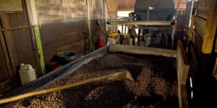 Grandoro Gourmetkaffee Sulawesi Kalossi Grade 1 Grandoro Gourmetkaffee Sulawesi Kalossi Grade 1
