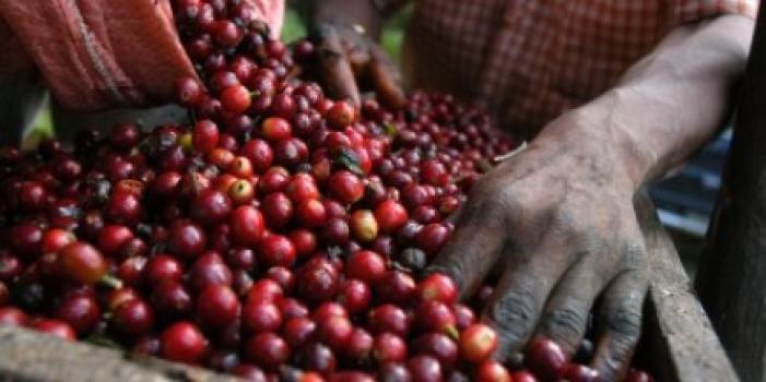 Grandoro Gourmetkaffee Tansania Ngila Estate Grandoro Gourmetkaffee Tansania Ngila Estate