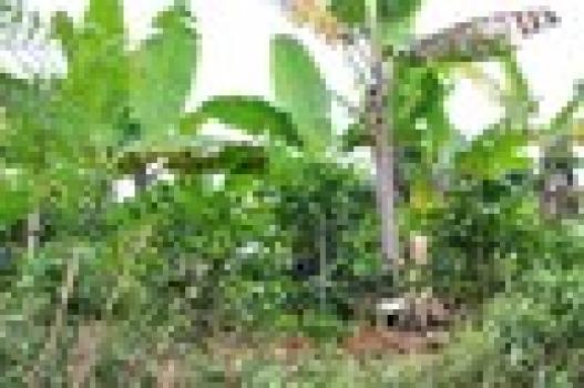Iwersen Kaffee Mexico Maragogype Iwersen Kaffee Mexico Maragogype