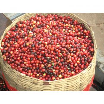 Kaffee Fredo Brasil Mild Kaffee Fredo Brasil Mild