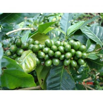 Kaffee Fredo Peru - Finca Rosenheim Kaffee Fredo Peru - Finca Rosenheim