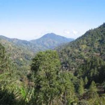 Rösterei Bögl Jamaica - Blue Moutain Rösterei Bögl Jamaica - Blue Moutain