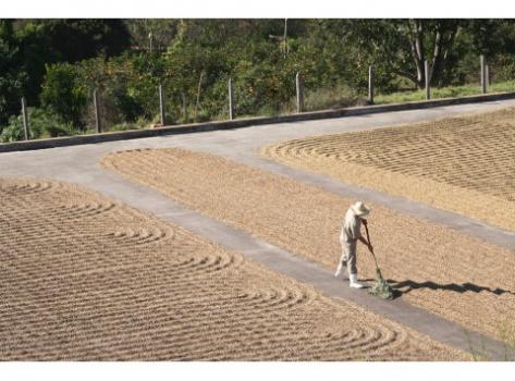 Schamong Kaffee BRASIL SANTOS FANCY Schamong Kaffee BRASIL SANTOS FANCY